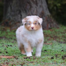 Australian Shepherd Puppies from Wandering Acres Ranch