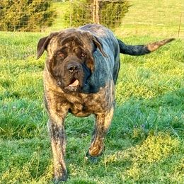 Huey - Mastiff