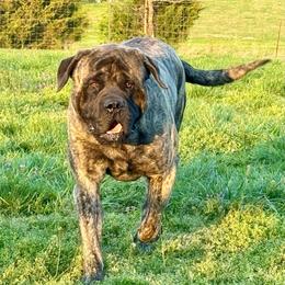 Huey - Mastiff