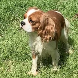 Quincy  - Cavalier King Charles Spaniel