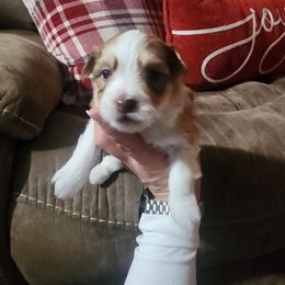 Cider - Chocolate male Havanese puppy in Jennings, Florida from Mountain Dream Acres