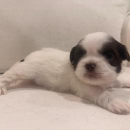 Girl 1 - Liver and white female Shih Tzu puppy in Humboldt, Tennessee from Kristy's Shih Tzus
