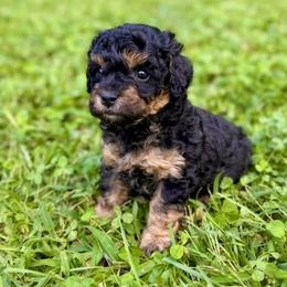 Poodle Puppies from Poodle Love