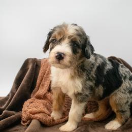 Neptune - Phantom male Goldendoodle puppy in Lafayette, Alabama from Sweethaven Kennels