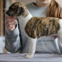 Bobble - White and fawn brindle male Whippet puppy in Robesonia, Pennsylvania from Rogue Mountain Manor