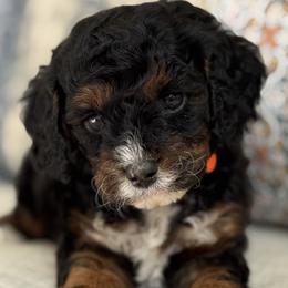 Novarre - Tri-color male Cavapoo puppy in Beckley, West Virginia from By Design Doodles