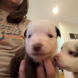 Australian Shepherd Puppies from Riley's Paw Pals