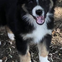Australian Shepherds and Pembroke Welsh Corgis from Rocking K Ranch
