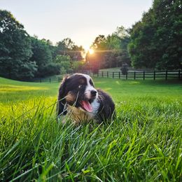 Australian Shepherd Puppies from Groveland's Haus of Aus