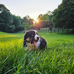 Australian Shepherd Puppies from Groveland's Haus of Aus