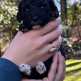 Goldendoodle Puppies from Our Darling Doodles