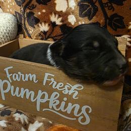 Pumpkin - Black tri-color female Australian Shepherd puppy in Albany, Oregon from Red Cloud Australian Shepherds and DeGray Great Danes & Bulldogs