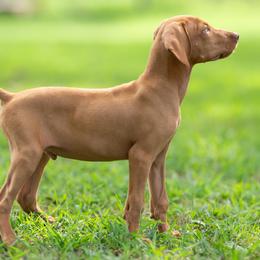 Rummy - Golden rust male Vizsla puppy in Greensburg, Kentucky from Nosam Kennels- Hungarian Vizslas, and German Shorthairs Located in Kentucky