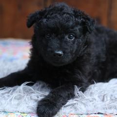 Chad - Black male Mudi puppy in Gatlinburg, Tennessee from Greenbrier