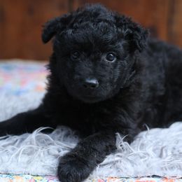 Chad - Black male Mudi puppy in Gatlinburg, Tennessee from Greenbrier