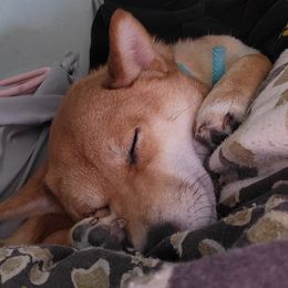 Akemi - Shiba Inu