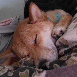 Akemi - Shiba Inu