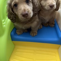 Dachshund Puppies from The Dach House