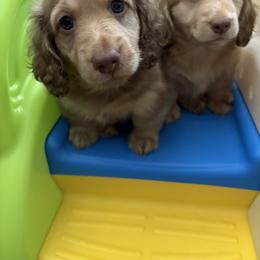 Dachshund Puppies from The Dach House