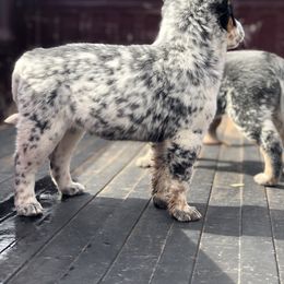 Australian Cattle Dog Puppies from S&B Cattle Co.