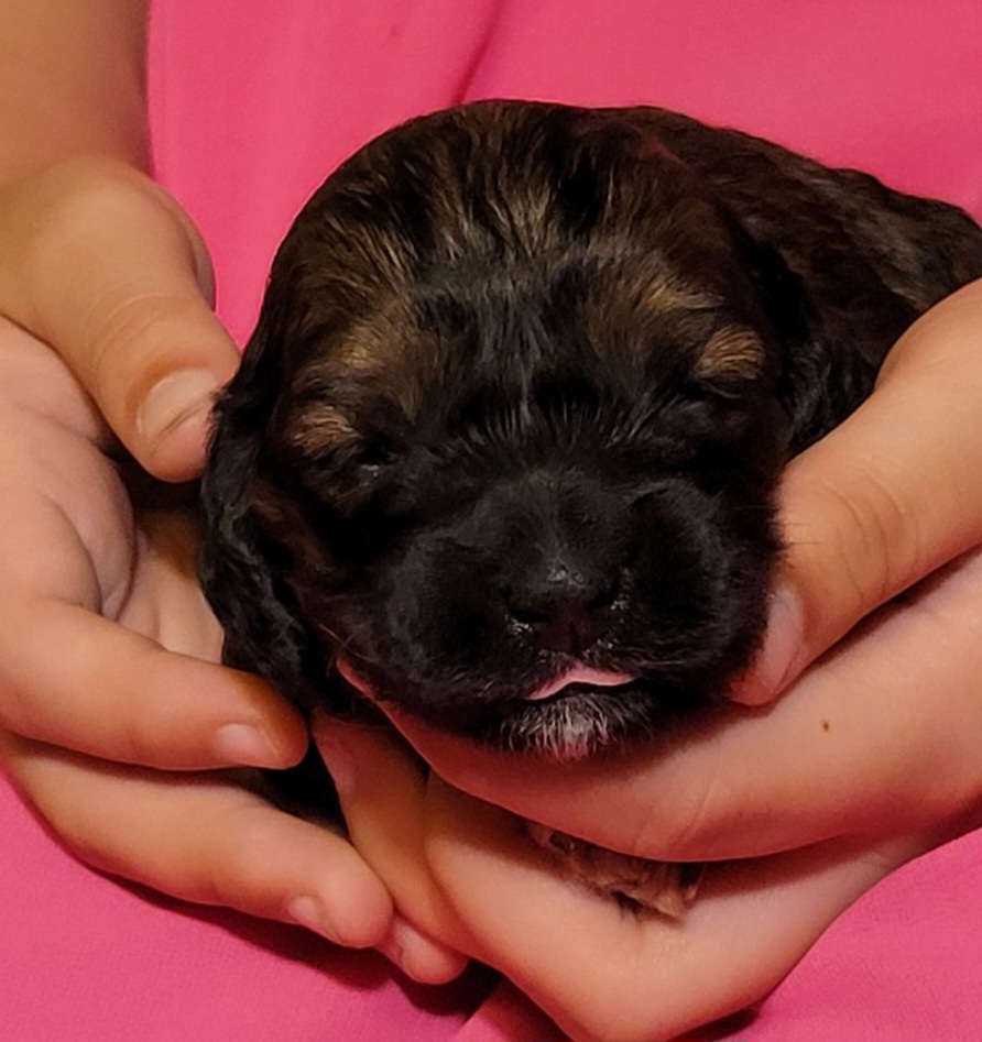 Cockapoo Puppies from Cano Cockapoos