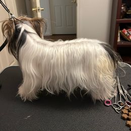 Crystal - Biewer Terrier