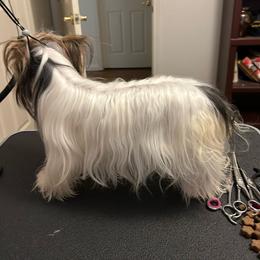 Crystal - Biewer Terrier