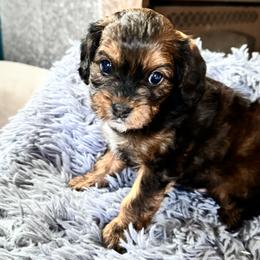Cavapoo Puppies from Panda Puppies