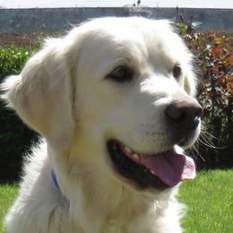 Koda - Golden Retriever