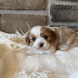 Lilly - Blenheim female Cavalier King Charles Spaniel puppy in Malad, Idaho from Sunny Hill Puppies