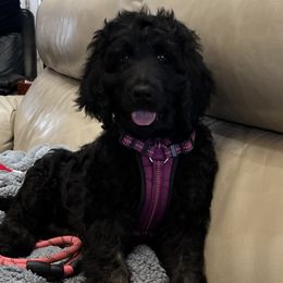 Snoopy - Phantom Goldendoodle puppy in Hamilton, Alabama from Breedadoodle