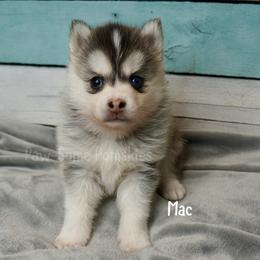 Mac - Silver male Pomsky puppy in Krum, Texas from Paw-Some Pomskies