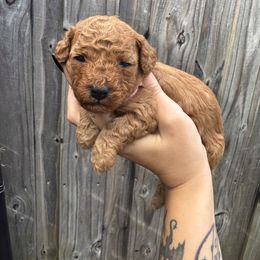 Maple - Red female Assorted Doodle Crosses puppy in Hollywood, Florida from Little Red Doodle Co.