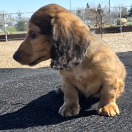 Dachshund Puppies from SchmooterBabies