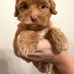 Teacup - Caramel female Australian Labradoodle puppy in Denton, Texas from Liberty Hill Labradoodles