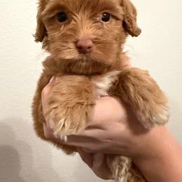 Teacup - Caramel female Australian Labradoodle puppy in Denton, Texas from Liberty Hill Labradoodles