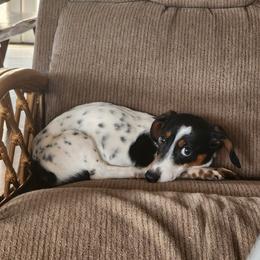 Fred - Piebald male Dachshund puppy in Brave, Pennsylvania from Maple Moon Mini Dachshunds
