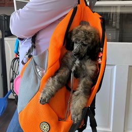 Phenix - Sable female Poodle puppy in Greenville, North Carolina from Grace Poodles