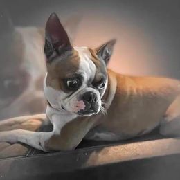 Sydney Sundae - Boston Terrier