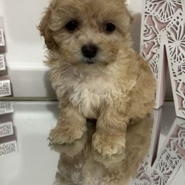 Emma - White female Shihpoo puppy in Boston, Massachusetts from London's puppies