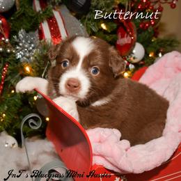 Miniature Australian Shepherd Puppies from JnT's Bluegrass Mini Aussies