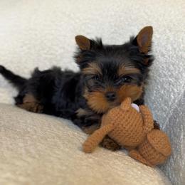 Giovanni - Black and gold male Yorkshire Terrier puppy in North Port, Florida from Noble Pets