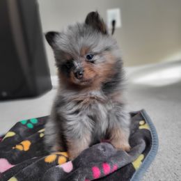 AKC Blue Merle Female - Blue merle Pomeranian puppy in Bowie, Maryland from Potomac Pomeranians