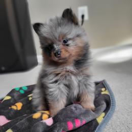 AKC Blue Merle Female - Blue merle Pomeranian puppy in Bowie, Maryland from Potomac Pomeranians