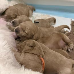 Navy - Apricot male Cavapoo puppy in Centerville, Utah from Beehive Fur Friends