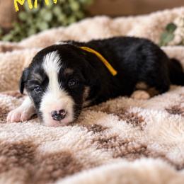 Maverick - Tri-color male Border Collie puppy in Sanger, California from Flying M Cactus Ranch Buddies