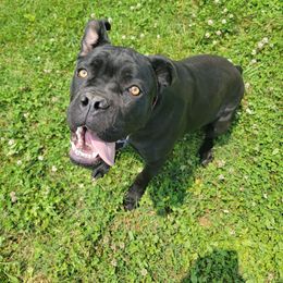 Cane Corso Puppies from Hardradas Dynasty Cane Corso