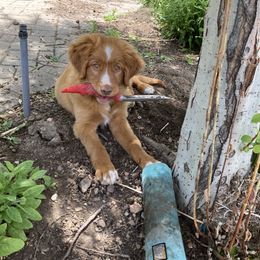 Nova Scotia Duck Tolling Retriever All Grown Up from Melinda Van's Nova Scotia Duck Tolling Retrievers