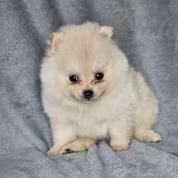 Lord Milori - White male Pomeranian puppy in Laredo, Texas from SASH Poms