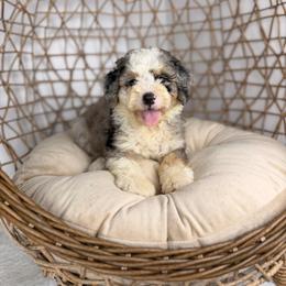 Gravy - Tri-color male Bernedoodle puppy in Sweetwater, Florida from Sandy Snout Doodles